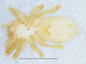  ( - Hogr_NMBA_20002_F1)  @11 [ ] Creative Commons  Attribution Share-Alike (by-sa) (2025) Charles Haddad University of the Free State