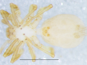  ( - Hogr_NMBA_20002_F2)  @11 [ ] Creative Commons  Attribution Share-Alike (by-sa) (2025) Charles Haddad University of the Free State