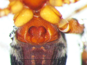  ( - Cotr_NMBA_20041_F)  @11 [ ] Creative Commons  Attribution Share-Alike (by-sa) (2025) Charles Haddad University of the Free State