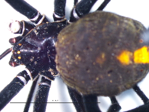  (Latrodectus umbukwane - Laum_NMBA_20036_F1)  @11 [ ] Creative Commons  Attribution Share-Alike (by-sa) (2025) Charles Haddad University of the Free State
