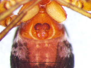  ( - Cotr_NMBA_20038_F)  @11 [ ] Creative Commons  Attribution Share-Alike (by-sa) (2025) Charles Haddad University of the Free State