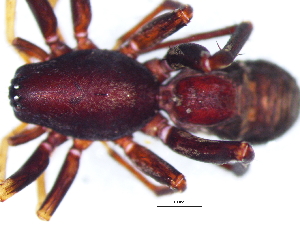  ( - Meal_NMBA_20039_F)  @11 [ ] Creative Commons  Attribution Share-Alike (by-sa) (2025) Charles Haddad University of the Free State