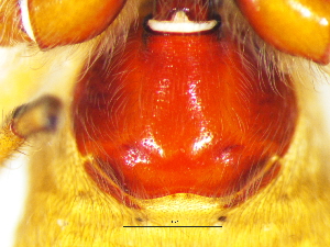  ( - Pana_NMBA_20121_F)  @11 [ ] Creative Commons  Attribution Share-Alike (by-sa) (2025) Charles Haddad University of the Free State