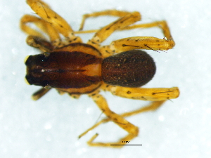  ( - Trna_NMBA_20083_M)  @11 [ ] Creative Commons  Attribution Share-Alike (by-sa) (2025) Charles Haddad University of the Free State