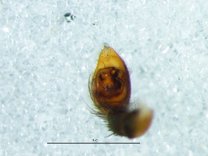  ( - Trna_NMBA_20083_M)  @11 [ ] Creative Commons  Attribution Share-Alike (by-sa) (2025) Charles Haddad University of the Free State