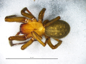  ( - Vica_SAM-ENW-C015329_F)  @11 [ ] Creative Commons  Attribution Share-Alike (by-sa) (2025) Charles Haddad University of the Free State