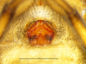  ( - Vica_SAM-ENW-C015329_F)  @11 [ ] Creative Commons  Attribution Share-Alike (by-sa) (2025) Charles Haddad University of the Free State