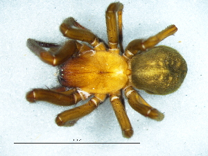  ( - Vica_SAM-ENW-C015333_F)  @11 [ ] Creative Commons  Attribution Share-Alike (by-sa) (2025) Charles Haddad University of the Free State