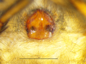  ( - Vica_SAM-ENW-C015333_F)  @11 [ ] Creative Commons  Attribution Share-Alike (by-sa) (2025) Charles Haddad University of the Free State