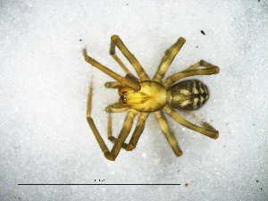  ( - Malo_SAM-ENW-C015337_M)  @11 [ ] Creative Commons  Attribution Share-Alike (by-sa) (2025) Charles Haddad University of the Free State