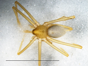  (Loxosceles dejagerae - Losp_NMBA_20153_F)  @11 [ ] Creative Commons  Attribution Share-Alike (by-sa) (2025) Charles Haddad University of the Free State