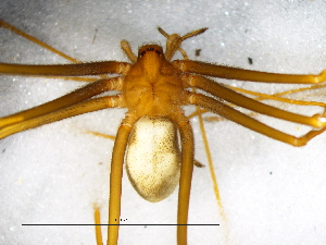  (Loxosceles dejagerae - Lode_NMBA_20149_F1)  @11 [ ] Creative Commons  Attribution Share-Alike (by-sa) (2025) Charles Haddad University of the Free State