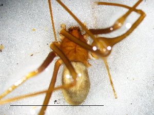  ( - Lode_NMBA_20149_F2)  @11 [ ] Creative Commons  Attribution Share-Alike (by-sa) (2025) Charles Haddad University of the Free State