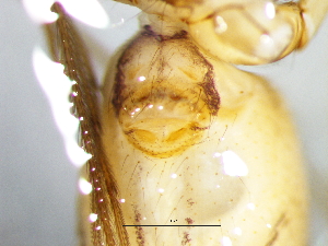  ( - Smub_NMBA_20150_F)  @11 [ ] Creative Commons  Attribution Share-Alike (by-sa) (2025) Charles Haddad University of the Free State