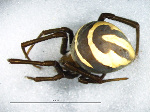  (Latrodectus cinctus - Laci_NMBA_20157_F)  @11 [ ] Creative Commons  Attribution Share-Alike (by-sa) (2025) Charles Haddad University of the Free State