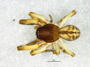  ( - Thab_NMBA_20162_M)  @11 [ ] Creative Commons  Attribution Share-Alike (by-sa) (2025) Charles Haddad University of the Free State