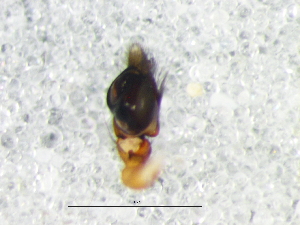  ( - Thab_NMBA_20162_M)  @11 [ ] Creative Commons  Attribution Share-Alike (by-sa) (2025) Charles Haddad University of the Free State