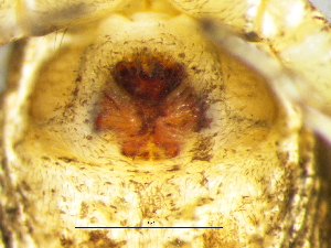  ( - Sico_NMBA_20179_F)  @11 [ ] Creative Commons  Attribution Share-Alike (by-sa) (2025) Charles Haddad University of the Free State