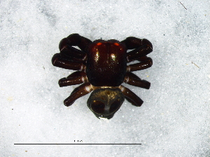  (Stiphropus bisigillatus - Stbi_NMBA_20172_F)  @11 [ ] Creative Commons  Attribution Share-Alike (by-sa) (2025) Charles Haddad University of the Free State