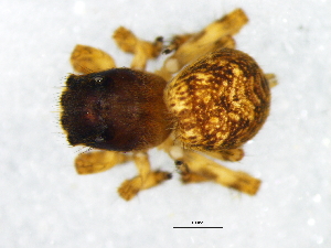  (Habrocestum africanum - Haaf_NMBA_20176_F)  @11 [ ] Creative Commons  Attribution Share-Alike (by-sa) (2025) Charles Haddad University of the Free State