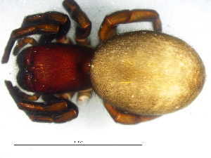  ( - Drob_NMBA_20197_F)  @11 [ ] Creative Commons  Attribution Share-Alike (by-sa) (2025) Charles Haddad University of the Free State