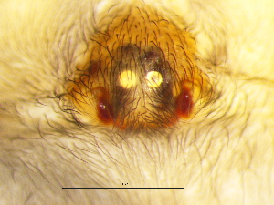  ( - Drob_NMBA_20197_F)  @11 [ ] Creative Commons  Attribution Share-Alike (by-sa) (2025) Charles Haddad University of the Free State