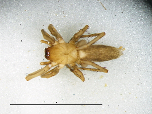  (Megamyrmaekion schreineri - Mesc_NMBA_20206_M)  @11 [ ] Creative Commons  Attribution Share-Alike (by-sa) (2025) Charles Haddad University of the Free State