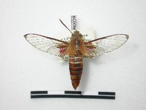 (Cephonodes rufescens - BC-MNHN0039)  @14 [ ] Copyright (2010) Rodolphe Rougerie Museum National d`Histoire Naturelle, Paris