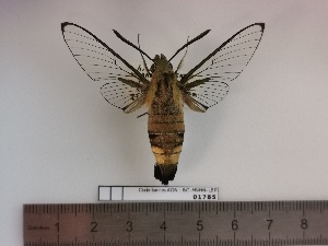  (Cephonodes leucogaster - BC-MNHN-LEP01785)  @11 [ ] creative common (2022) Rodolphe Rougerie Museum national d´Histoire naturelle, Paris