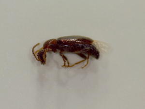  (Anthicus sp. SCU-1 - SCU010)  @12 [ ] CreativeCommons - Attribution Share-Alike (2016) Unspecified Sunchon University