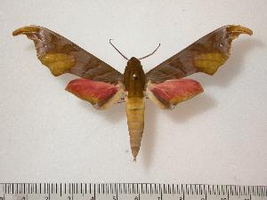  (Phylloxiphia karschi - BC-Basq0167)  @14 [ ] Copyright (2010) Patrick Basquin Research Collection of Patrick Basquin