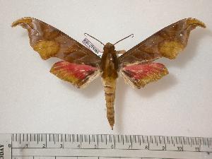  (Phylloxiphia karschi - BC-Basq0169)  @14 [ ] Copyright (2010) Patrick Basquin Research Collection of Patrick Basquin