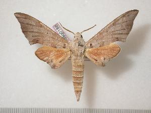  ( - BC-Basq0188)  @13 [ ] Copyright (2010) Patrick Basquin Research Collection of Patrick Basquin