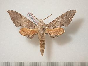  ( - BC-Basq0190)  @14 [ ] Copyright (2010) Patrick Basquin Research Collection of Patrick Basquin