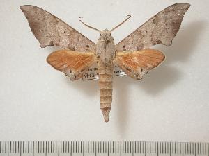  ( - BC-Basq0191)  @14 [ ] Copyright (2010) Patrick Basquin Research Collection of Patrick Basquin