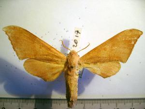  ( - BC-Basq 2017)  @13 [ ] Copyright (2010) Patrick Basquin Research Collection of Patrick Basquin