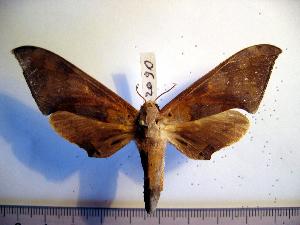  ( - BC-Basq 2090)  @13 [ ] Copyright (2010) Patrick Basquin Research Collection of Patrick Basquin