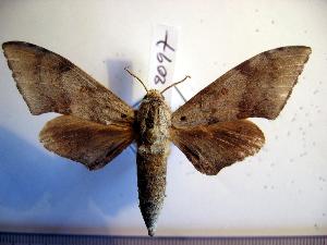  ( - BC-Basq 2097)  @13 [ ] Copyright (2010) Patrick Basquin Research Collection of Patrick Basquin