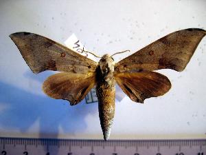  ( - BC-Basq 2104)  @13 [ ] Copyright (2010) Patrick Basquin Research Collection of Patrick Basquin