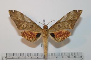  (Platysphinx vicaria basquini - BC-Basq 2120)  @15 [ ] Copyright (2010) Patrick Basquin Research Collection of Patrick Basquin
