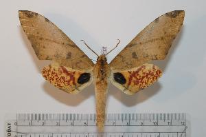  ( - BC-Basq 2127)  @14 [ ] Copyright (2010) Patrick Basquin Research Collection of Patrick Basquin