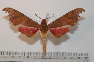  (Phylloxiphia goodii - BC-Basq 2153)  @14 [ ] Copyright (2010) Patrick Basquin Research Collection of Patrick Basquin