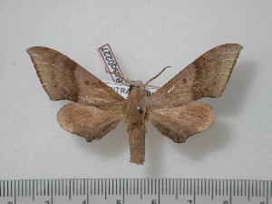  ( - BC-Basq0227)  @12 [ ] Copyright (2010) Patrick Basquin Research Collection of Patrick Basquin