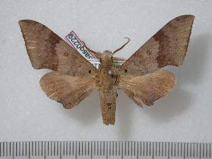  ( - BC-Basq0229)  @14 [ ] Copyright (2010) Patrick Basquin Research Collection of Patrick Basquin