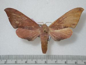  ( - BC-Basq0231)  @13 [ ] Copyright (2010) Patrick Basquin Research Collection of Patrick Basquin
