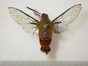  (Cephonodes apus - BC-Basq0367)  @13 [ ] Copyright (2010) Patrick Basquin Research Collection of Patrick Basquin