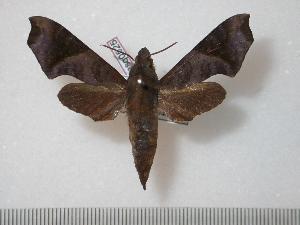  (Temnora sardanus hirsutus - BC-Basq0525)  @14 [ ] Copyright (2010) Patrick Basquin Research Collection of Patrick Basquin