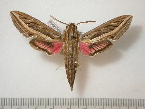 ( - BC-Basq0666)  @14 [ ] Copyright (2010) Patrick Basquin Research Collection of Patrick Basquin