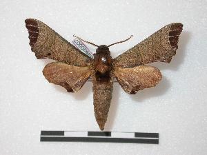  ( - BC-Basq0007)  @14 [ ] Copyright (2010) Patrick Basquin Research Collection of Patrick Basquin