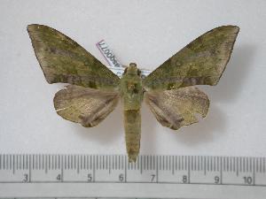  (Chloroclanis virescens olivolinea - BC-Basq0077)  @14 [ ] Copyright (2010) Patrick Basquin Research Collection of Patrick Basquin